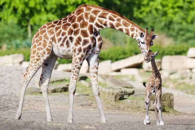 Dublin Zoo Giraffes